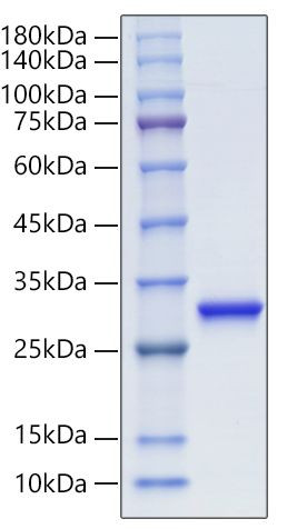 Recombinant Human Ubiquitin thioesterase L1/UCHL1 protein (RPCB0104)