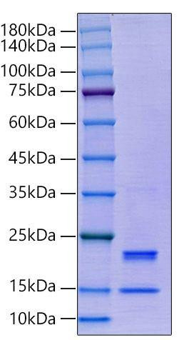 Recombinant Human Caspase-7/CASP7 Protein (RPCB0109)