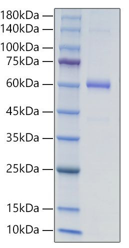 Recombinant Human Endostatin/COL18A1 Protein (RPCB0110)