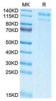 Biotinylated Recombinant Human Low-density lipoprotein receptor/LDLR Protein (RPCB0117)