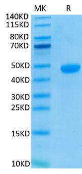 Biotinylated Recombinant Human Nectin-4/PVRL4 Protein (RPCB0129)