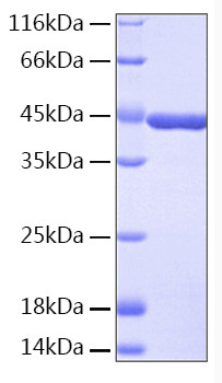 Recombinant Human IDO-1 Protein (RPCB0140)