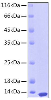 Recombinant Human S100-A12 Protein (RPCB0158)