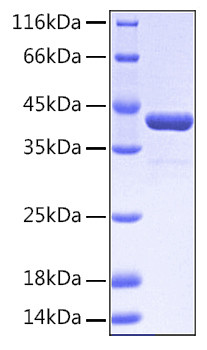 Recombinant Human EphA2/ECK Protein (RPCB0164)