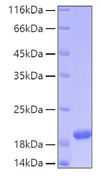 Recombinant Human MANF Protein (RPCB0182)