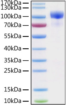 Recombinant Human ErbB-3/HER3 Protein (RPCB0188)