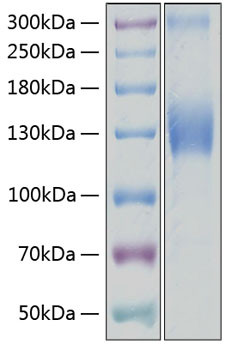 Recombinant Human VEGFR-2/KDR/CD309 Protein (RPCB0189)