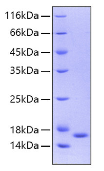 Recombinant Human IL-36 gamma/IL-1F9 Protein (RPCB0197)
