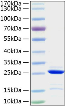 Recombinant Human Bcl-2 Protein (RPCB0204)