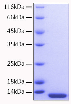 Recombinant Human CCL7/MCP-3 Protein (RPCB0235)