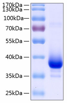 Recombinant Human TNFRSF12A/TWEAKR/CD266 Protein (RPCB0263)