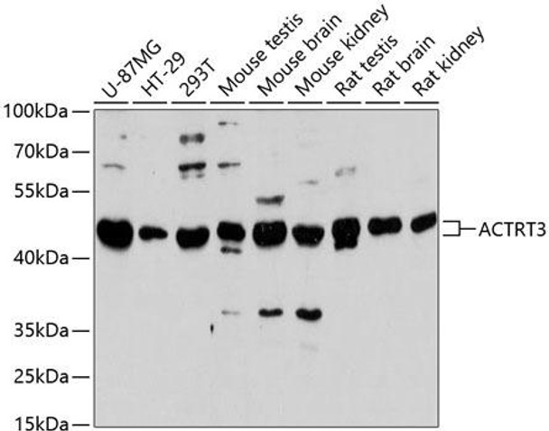 Anti-ACTRT3 Antibody (CAB13198)