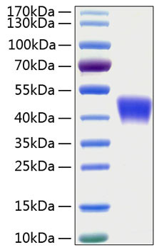 Recombinant Human OX-2/CD200 Protein (RPCB0291)