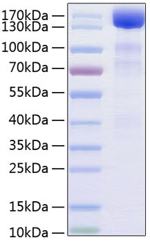 Recombinant Human VEGFR-3/FLT-4 Protein (RPCB0299)