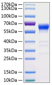 Recombinant Human TNFRSF6/FAS/CD95 Protein (RPCB0310)