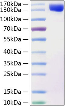 Recombinant Human Contactin 2/CNTN2 Protein (RPCB0339)