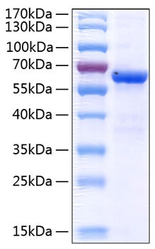 Recombinant Human JAM-A/F11R/CD321 Protein (RPCB0349)