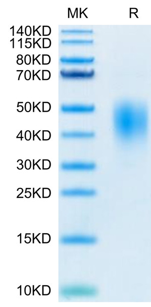 Biotinylated Recombinant Human B7-DC/PD-L2/CD273 Protein (RPCB0355)