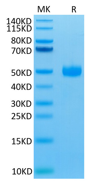 Biotinylated Recombinant Human SIRP-gamma/CD172g Protein (RPCB0358)