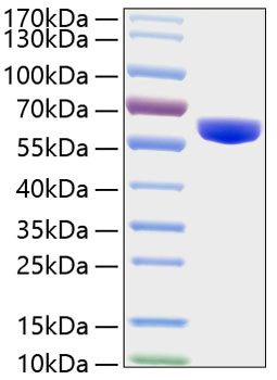 Recombinant Human MMP-3 Protein (RPCB0363)