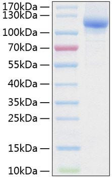 Recombinant Human Neuropilin-2/NRP2/VEGF165R2 Protein (RPCB0364)