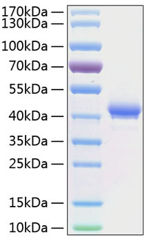 Recombinant Human TNFRSF17/BCMA/CD269 Protein (RPCB0376)