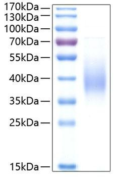 Recombinant Human Fc-epsilon RI-alpha/FCER1A Protein (RPCB0391)