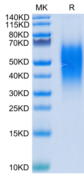 Recombinant Human B7-H5/Gi24/VISTA Protein (RPCB0392)