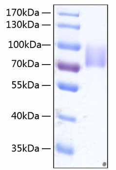 Recombinant Human Growth hormone receptor/GHR Protein (RPCB0395)