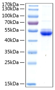Recombinant Human SECTM1 Protein (RPCB0400)