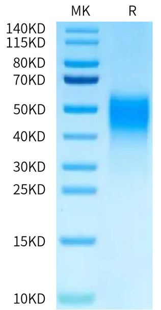 Biotinylated Recombinant Human B7-H5/Gi24/VISTA Protein (RPCB0409)