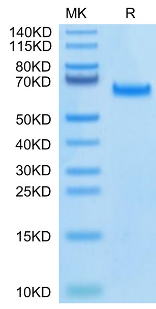 Biotinylated Recombinant Human DLL4 Protein (RPCB0420)
