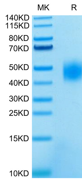 Recombinant Human SLAMF7/CRACC/CD319 Protein (RPCB0423)
