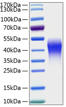 Recombinant Human LMIR2/CD300c Protein (RPCB0448)