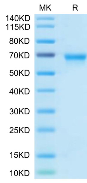 Biotinylated Recombinant Human TNFRSF4/OX40/CD134 Protein (Primary Amine Labeling) (RPCB0453)