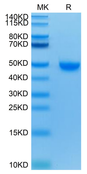 Recombinant Human Nectin-2/PVRL2/CD112 Protein (RPCB0501)