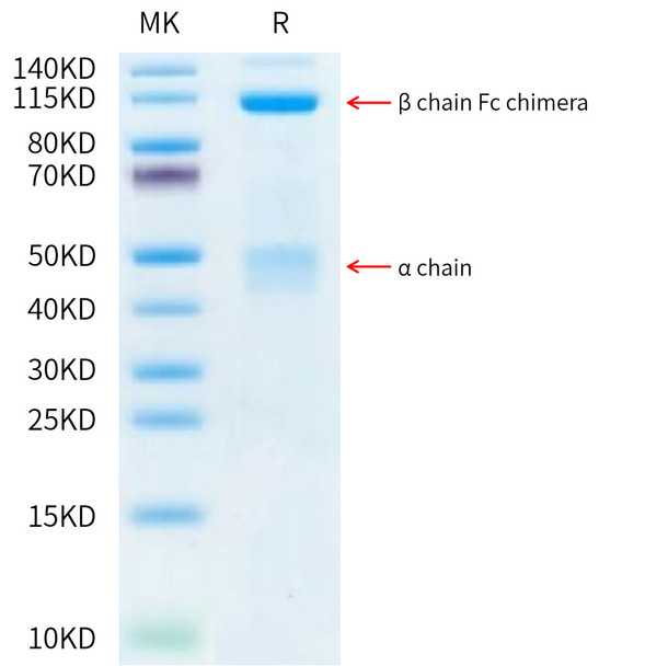 Recombinant Human HGF receptor/c-MET/MET Protein (RPCB0512)