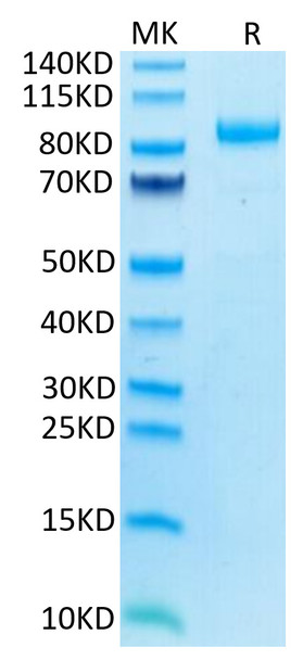 Recombinant Human LILRB2/ILT-4/CD85d Protein (RPCB0514)