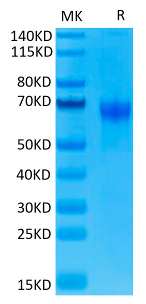 Recombinant Human PD-1/PDCD1/CD279 Protein (RPCB0515)