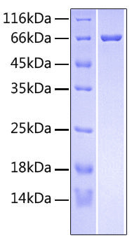 Recombinant Human R-spondin-3/RSPO3 Protein (RPCB0519)