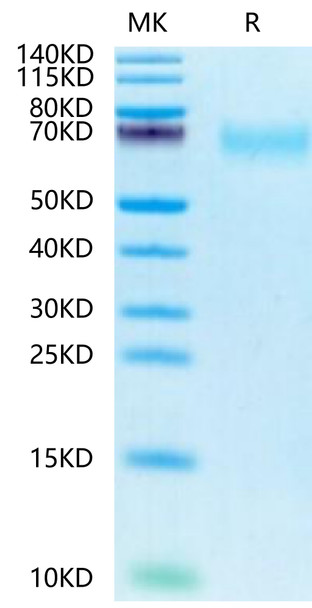 Biotinylated Recombinant Human CEACAM8/CD66b Protein (RPCB0522)