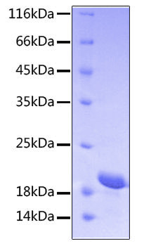 Recombinant Human STAT3 Protein (RPCB0551)