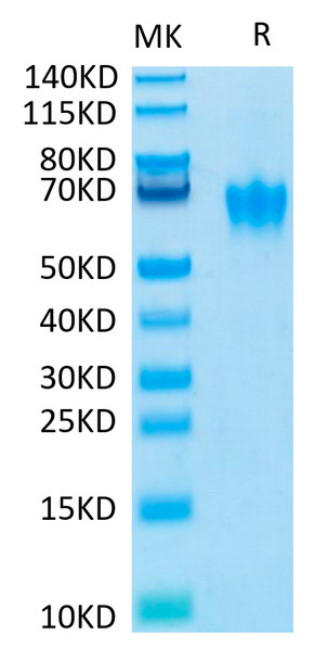 Biotinylated Recombinant Human CEACAM6/CD66c Protein (RPCB0555)