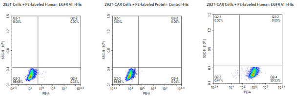 PE-Labeled Recombinant Human ERBB1/HER1/EGFR (25-378) Protein (RPCB0558)