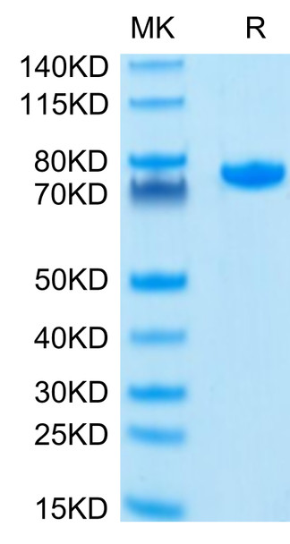 Recombinant Human Nectin-2/PVRL2/CD112 Protein (RPCB0559)