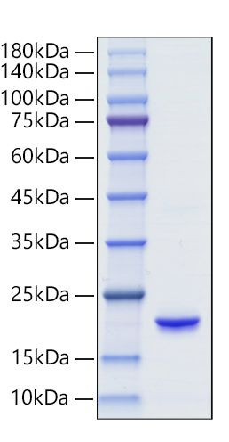 Recombinant Human IFN-alpha 6 Protein (RPCB0561)