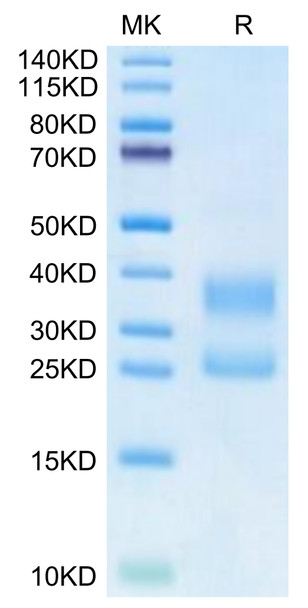Biotinylated Recombinant Human CD3E&CD3G (Primary Amine Labeling) (RPCB0565)