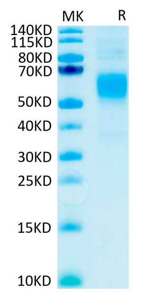 Recombinant Human Fc gamma RI/FCGR1/CD64 Protein (RPCB0576)