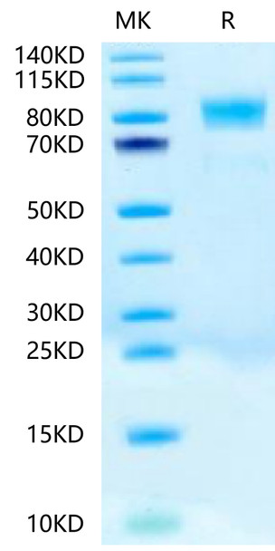 Biotinylated Recombinant Human c-Kit/CD117 Protein (RPCB0579)