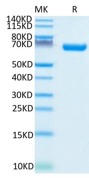 Recombinant Human CD38 Protein (RPCB0587)